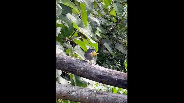 Buff-throated Saltator - ML657067704