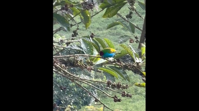 Bay-headed Tanager - ML657067719