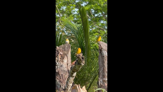 Saffron Finch - ML657067750