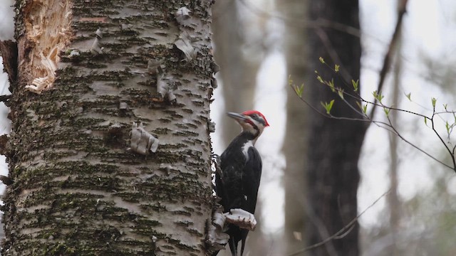 Pileated Woodpecker - ML657067849