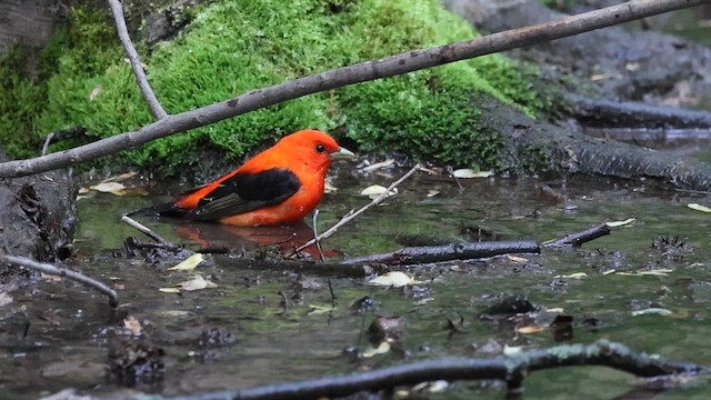 Scarlet Tanager - ML657067902