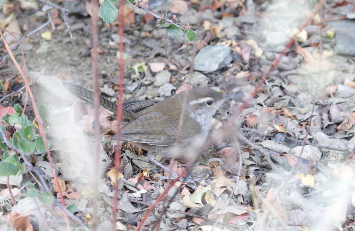 Bewick's Wren - ML65706811