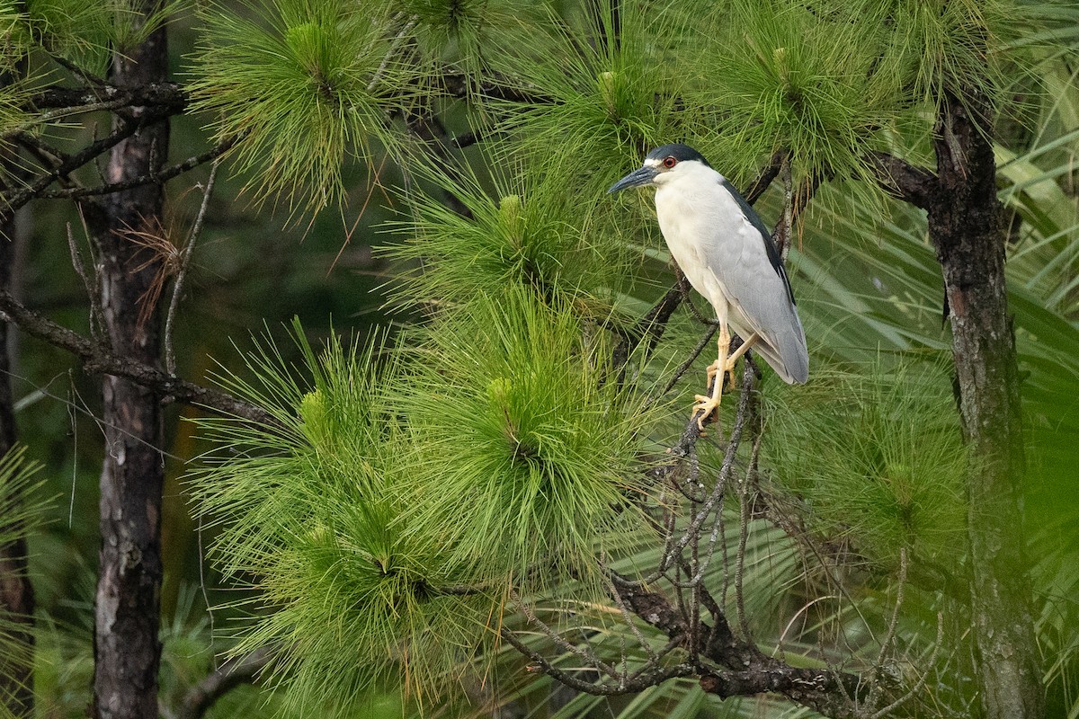 夜鷺 - ML657068218