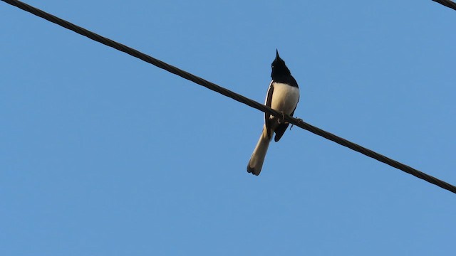 Oriental Magpie-Robin - ML657068531