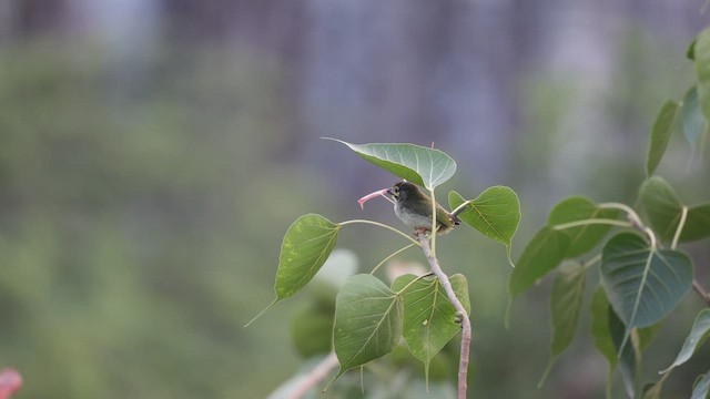Coppersmith Barbet - ML657068550