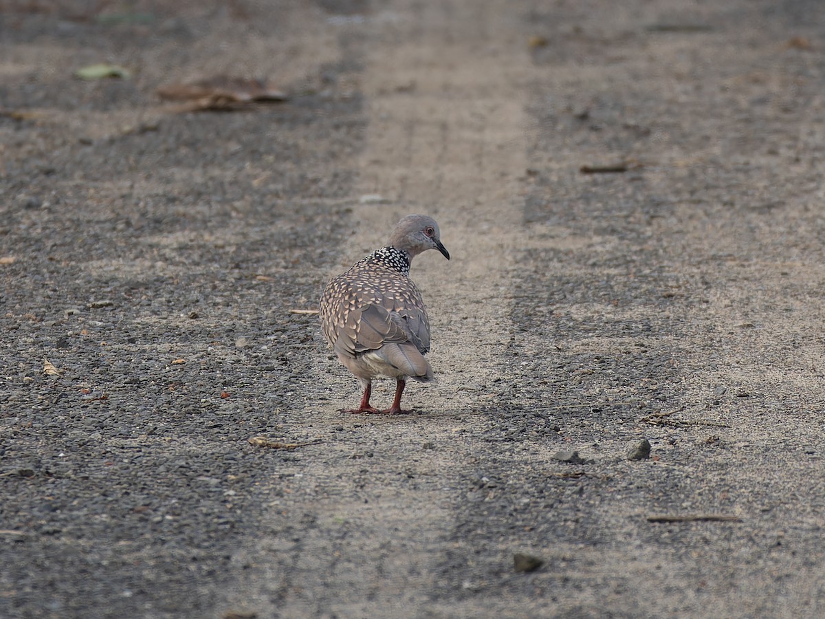 Spotted Dove - ML657068555
