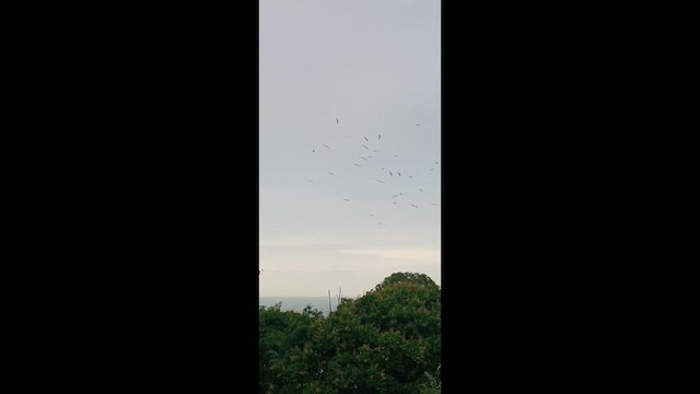 Magnificent Frigatebird - ML657068600