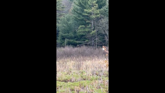 Northern Harrier - ML657068684