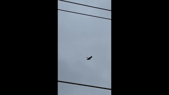 Northern Harrier - ML657068685