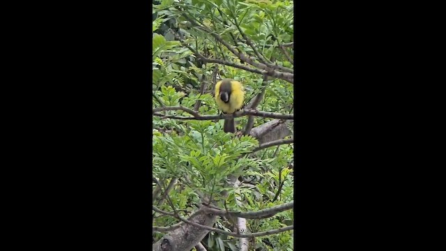 Social Flycatcher - ML657068883