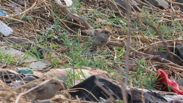 House Sparrow - ML657068884