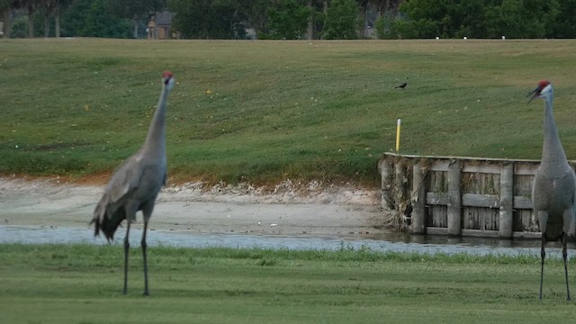 Sandhill Crane - ML657068961
