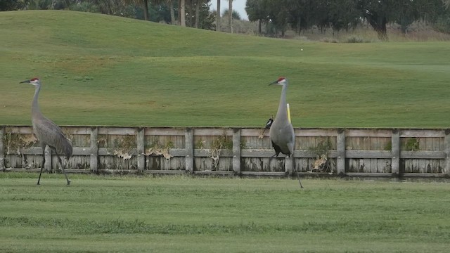 Sandhill Crane - ML657068962