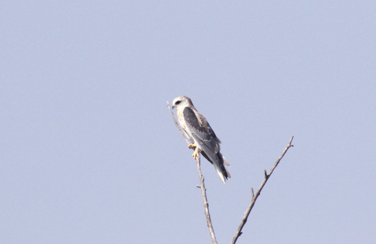 White-tailed Kite - ML65706921
