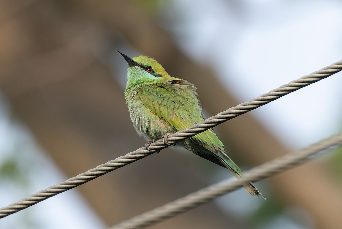 Asian Green Bee-eater - ML657069275