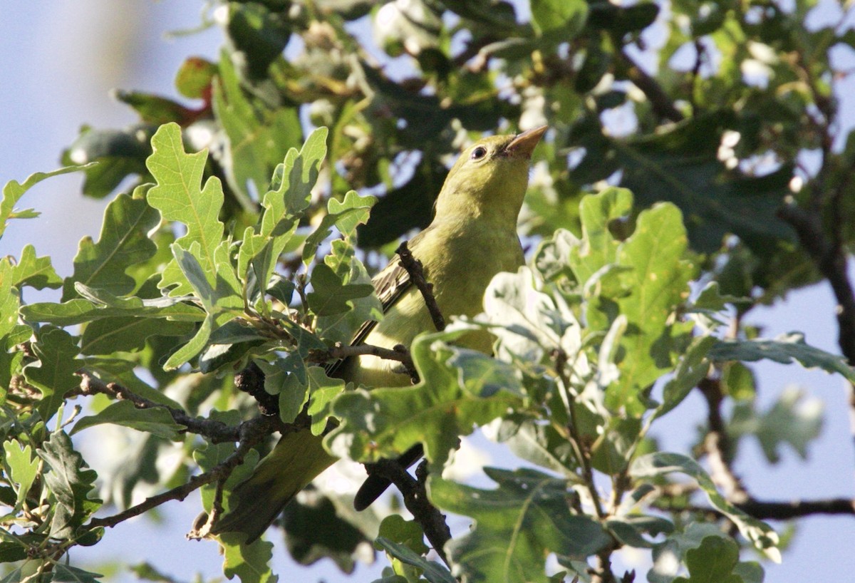 Western Tanager - ML65706981