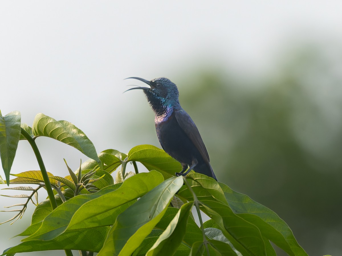 Purple Sunbird - ML657070080