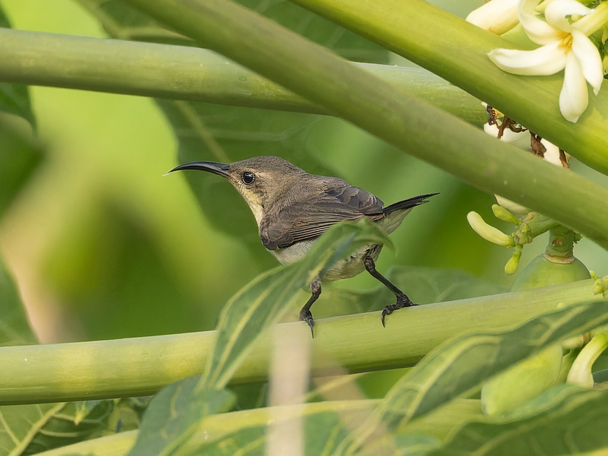 Purple Sunbird - ML657070090
