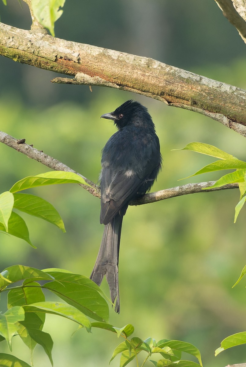 Black Drongo - ML657070464