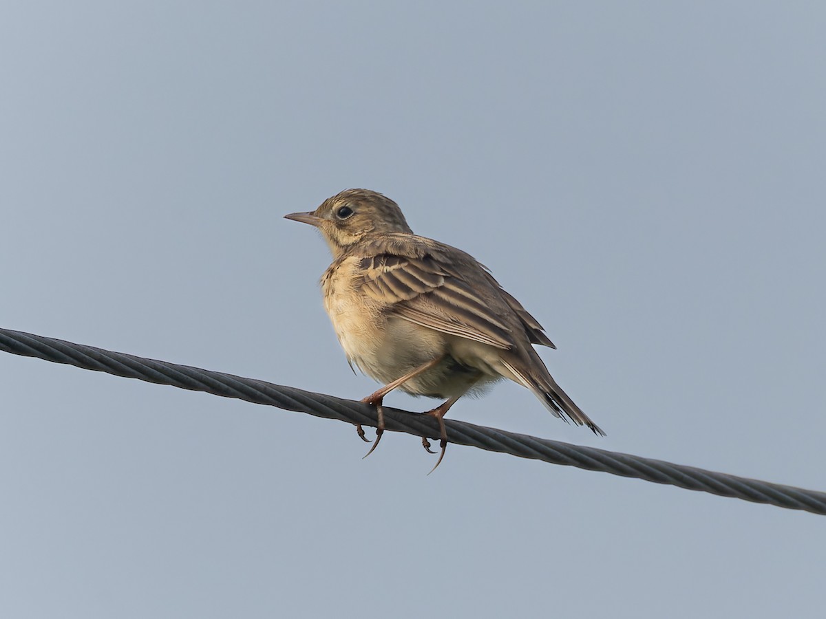 Paddyfield Pipit - ML657070864