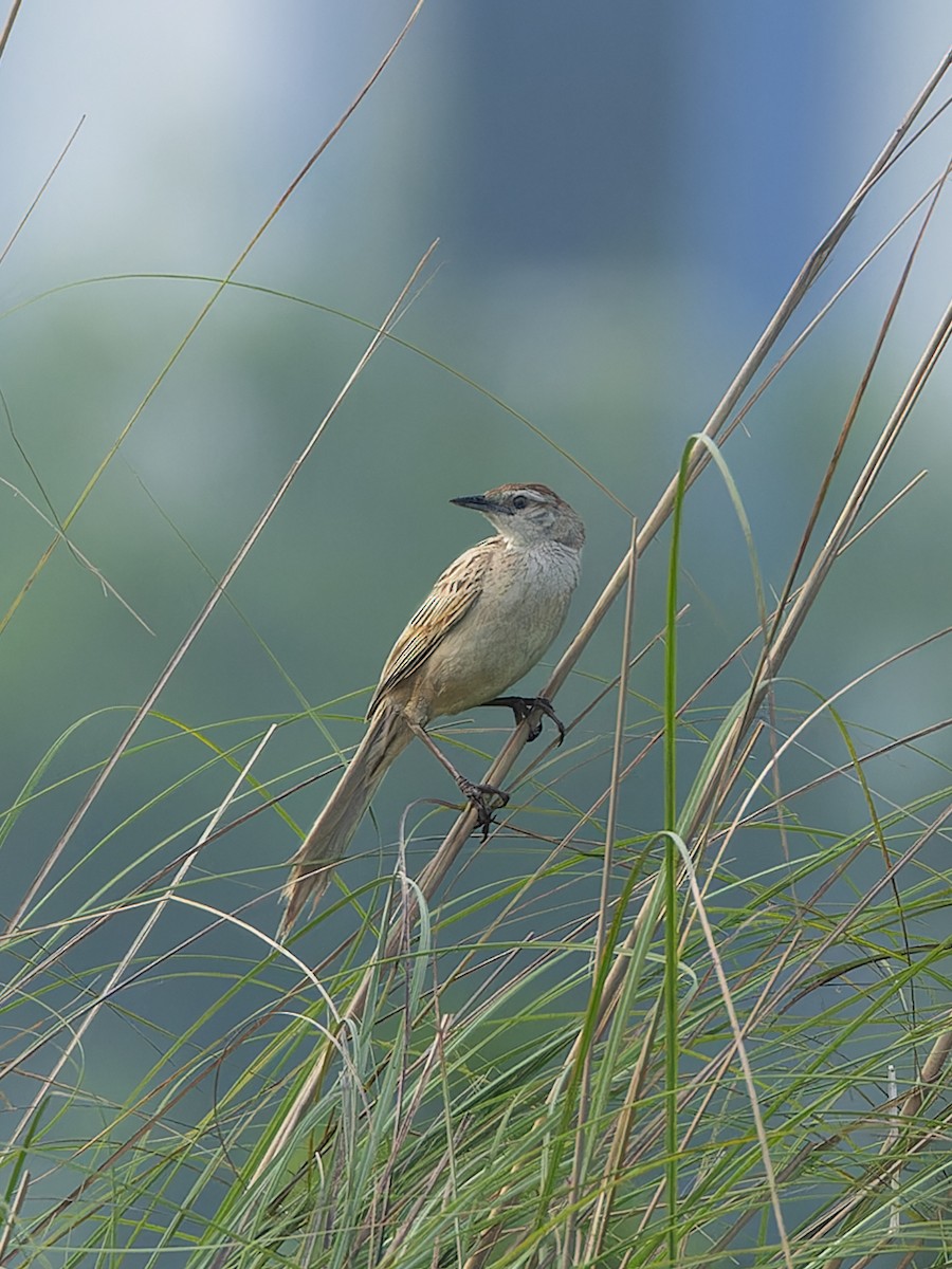 Striated Grassbird - ML657071436