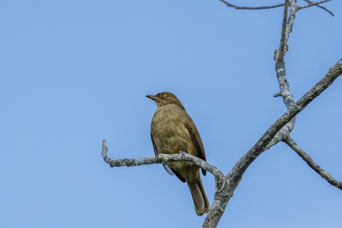Red-eyed Bulbul - ML657071478