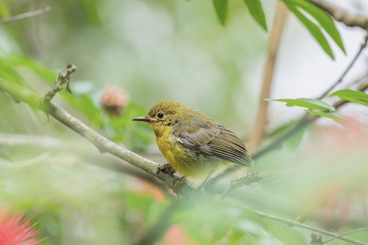Brown-throated Sunbird - ML657071553
