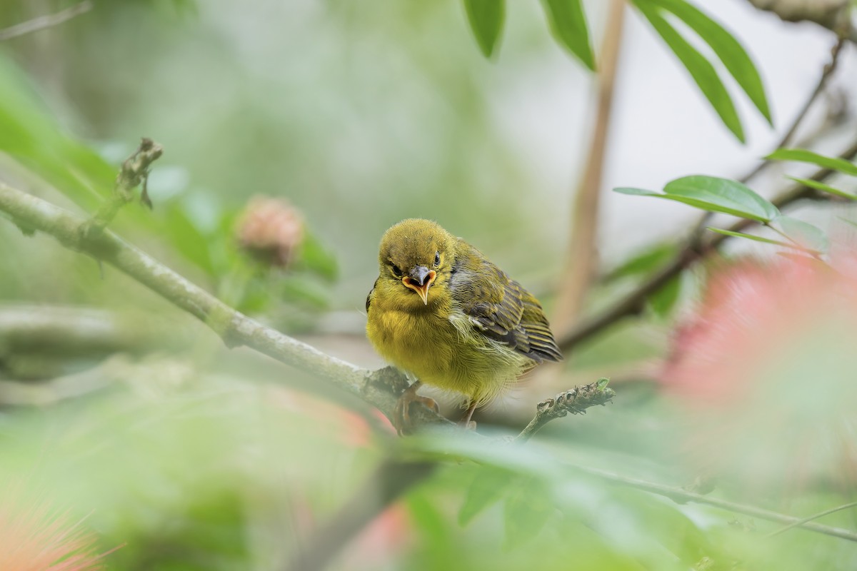 Brown-throated Sunbird - ML657071554