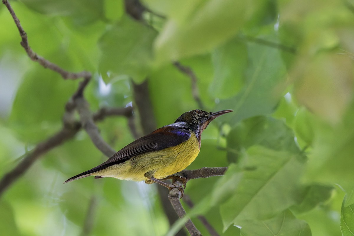 Brown-throated Sunbird - ML657071556