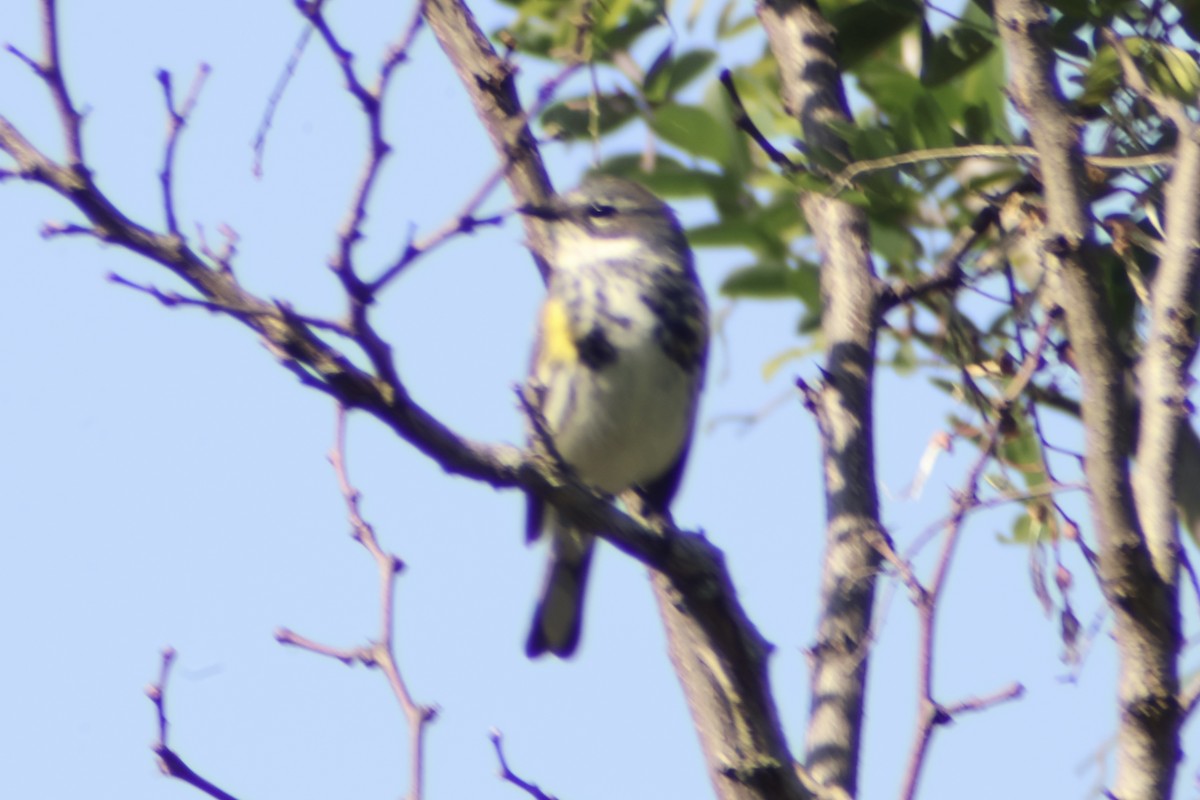 Taçlı Ötleğen (coronata) - ML657071571