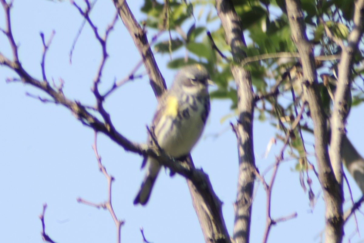 Taçlı Ötleğen (coronata) - ML657071572