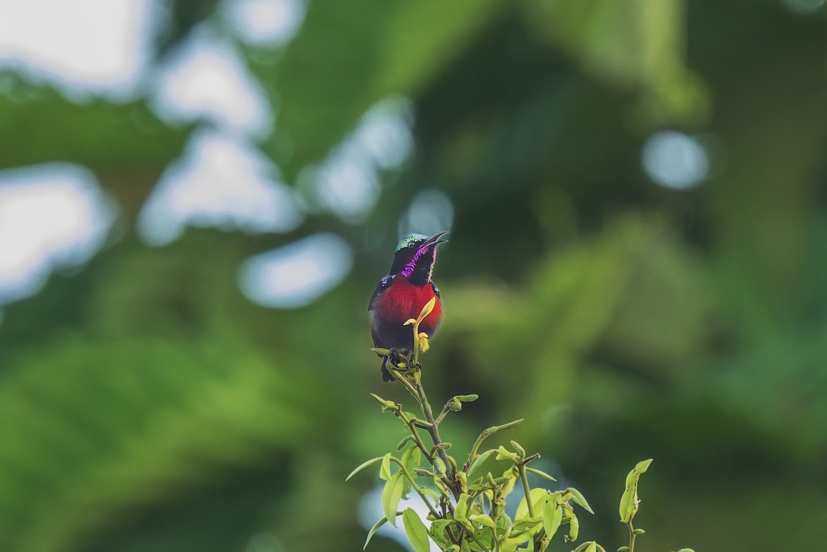 Van Hasselt's Sunbird - ML657071681