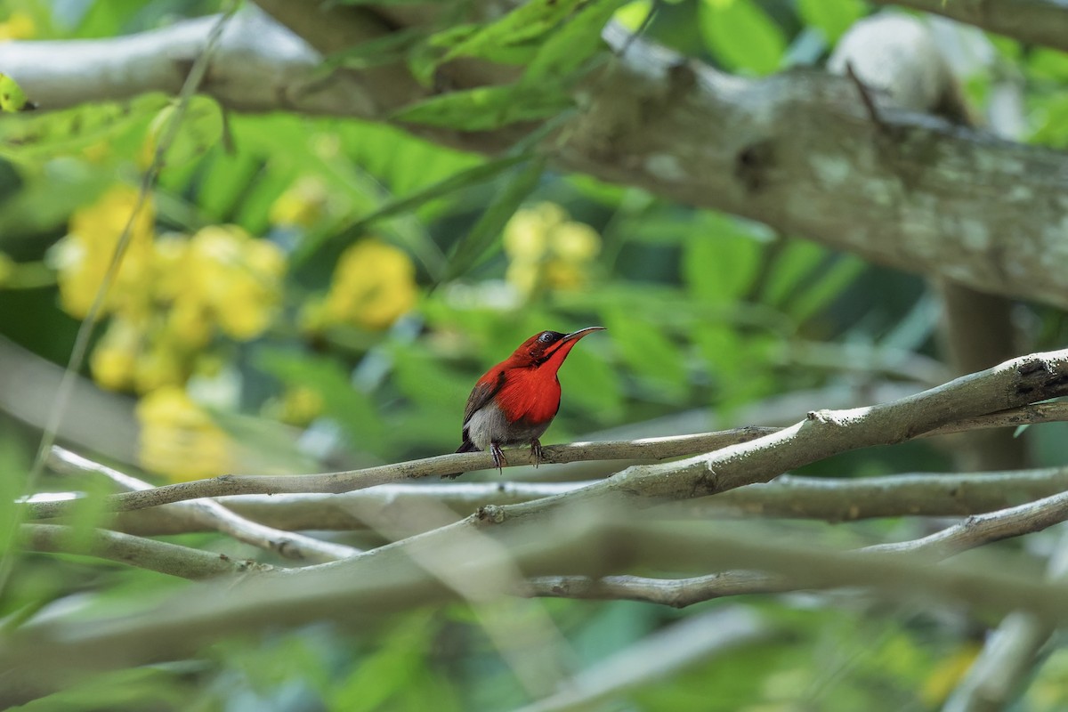Crimson Sunbird - ML657071711