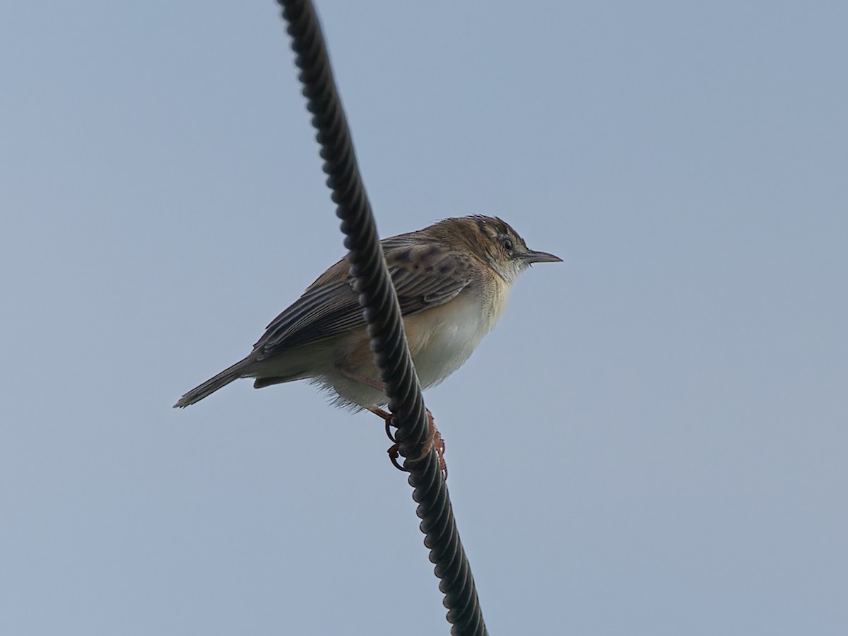 Zitting Cisticola - ML657071897