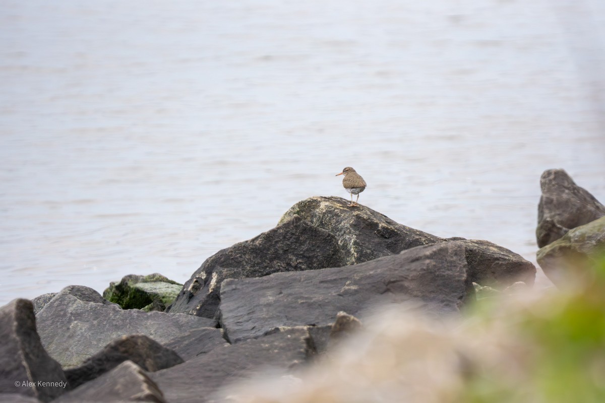 Spotted Sandpiper - ML657072155