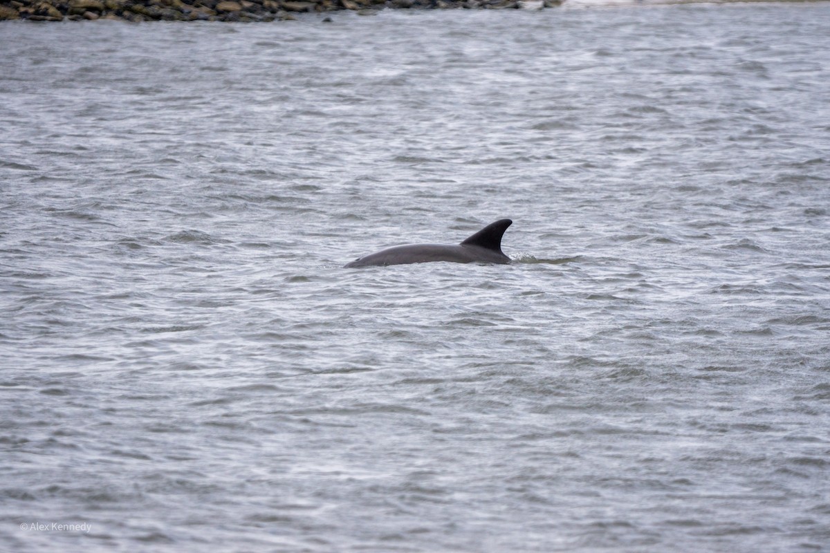 Bottlenose Dolphins - ML657072207