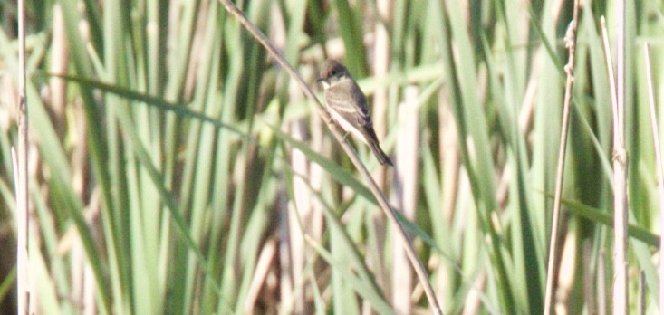 Willow Flycatcher - ML65707251