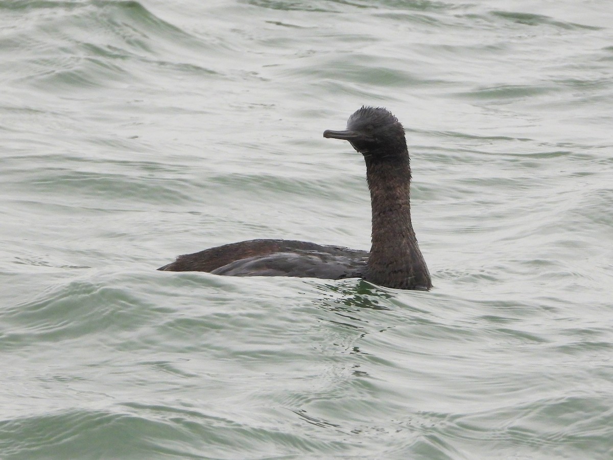Pelagic Cormorant - ML657072550