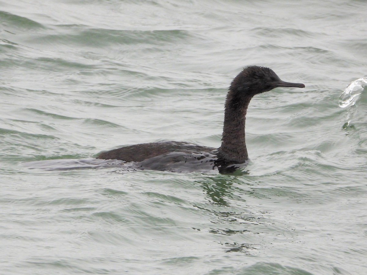 Pelagic Cormorant - ML657072888