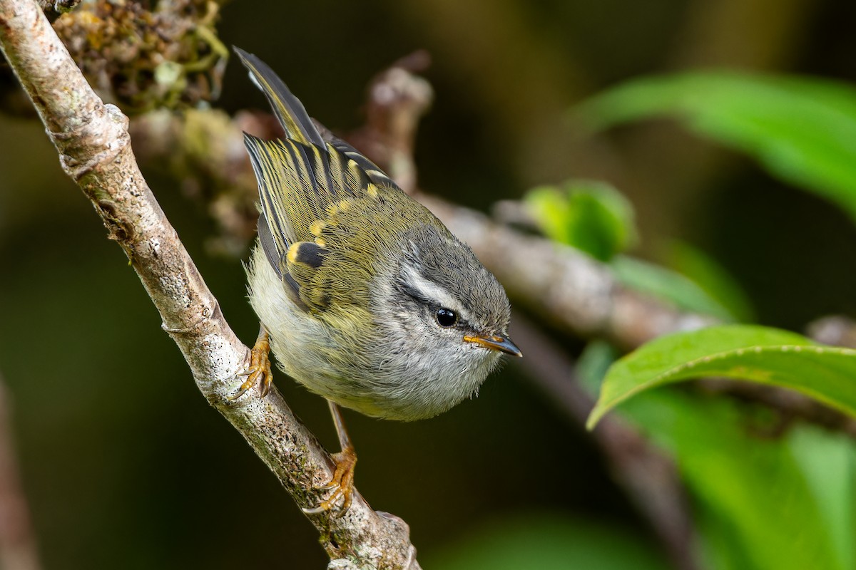 Ashy-throated Warbler - ML657073053