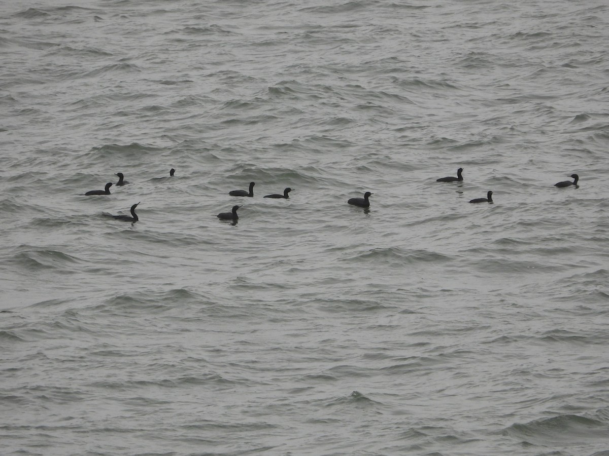 Pelagic Cormorant - ML657073120