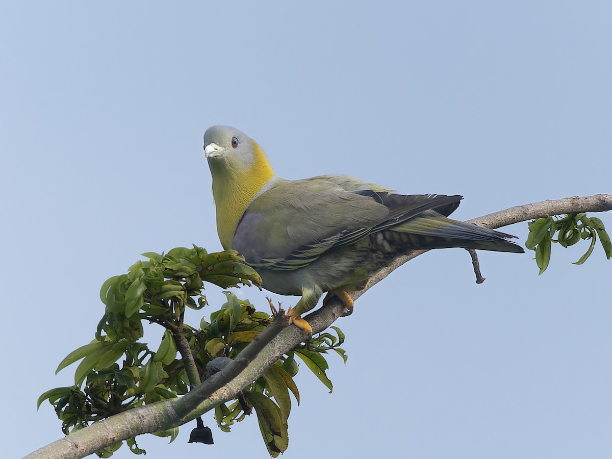 Yellow-footed Green-Pigeon - ML657073554