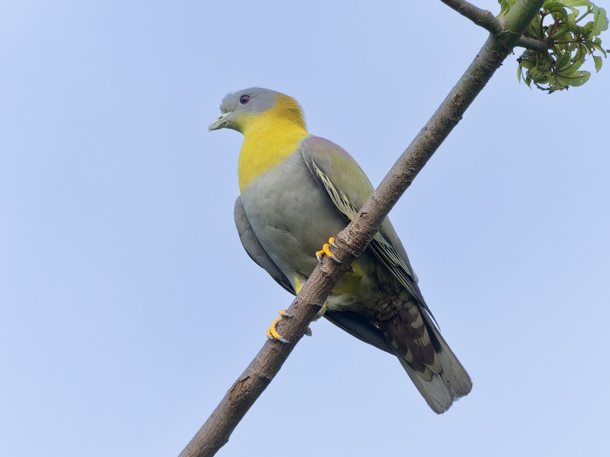 Yellow-footed Green-Pigeon - ML657073555