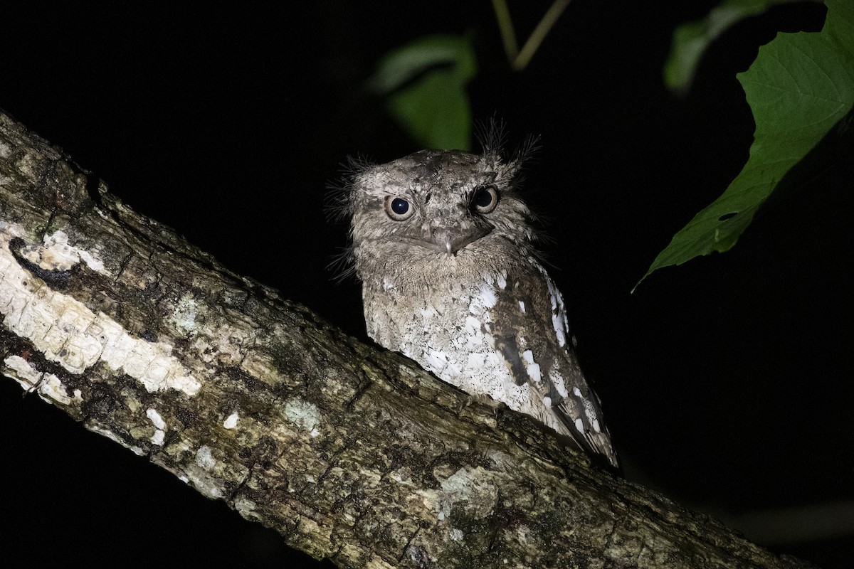 Sri Lanka Frogmouth - ML657073996