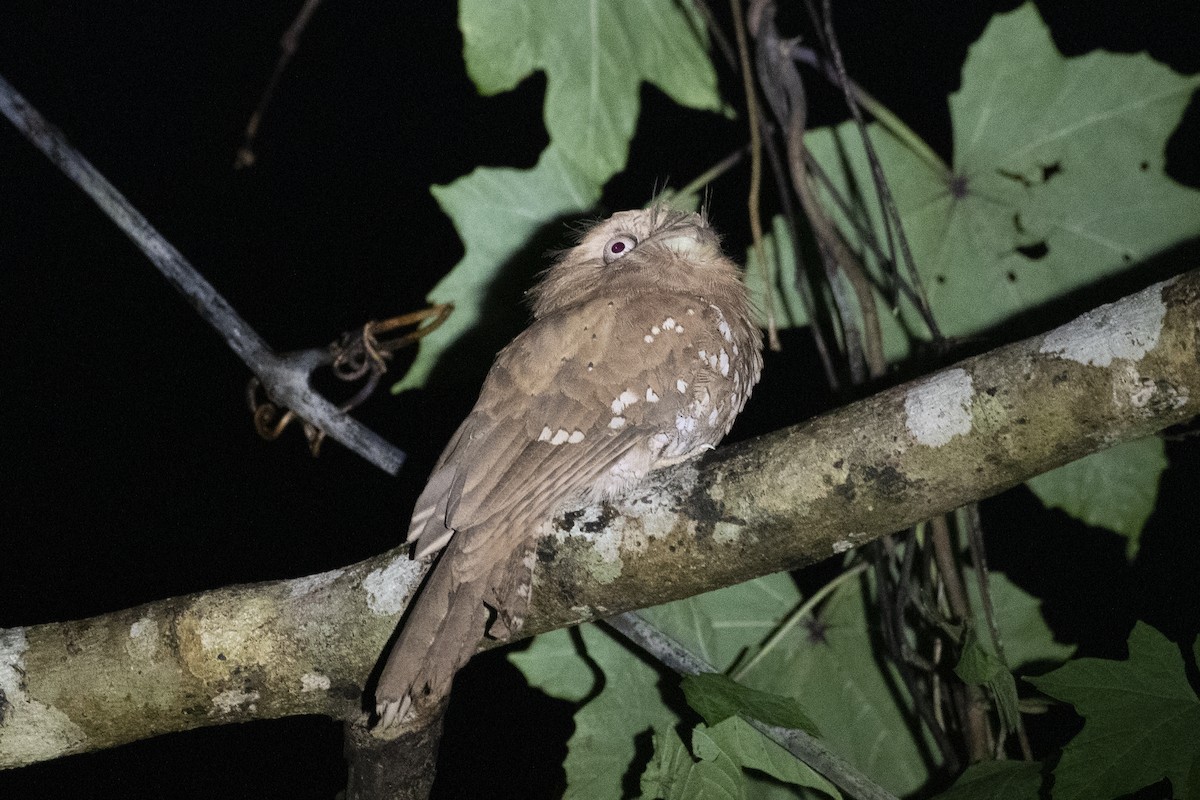 Sri Lanka Frogmouth - ML657073998
