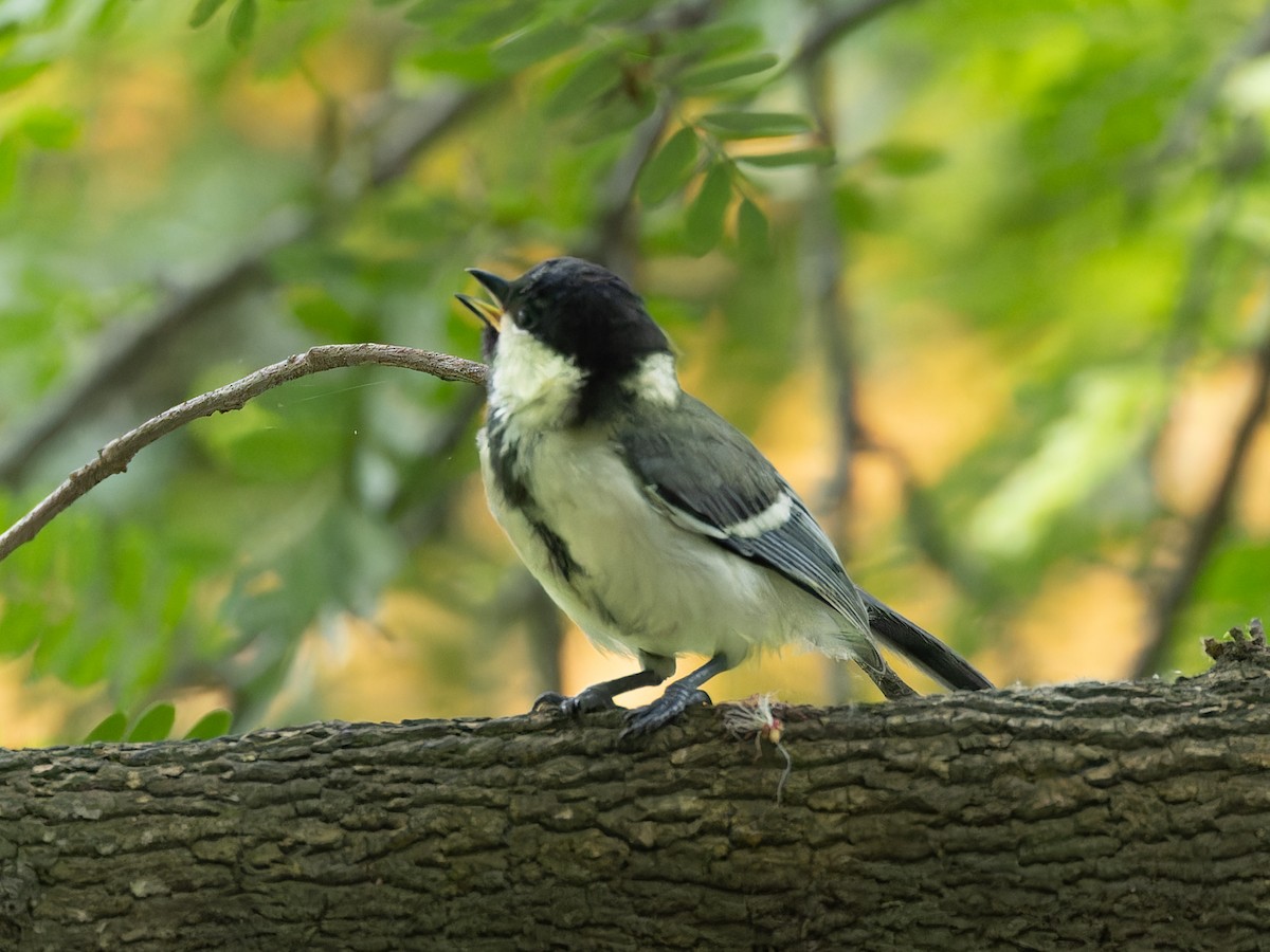 Asian Tit - ML657074044