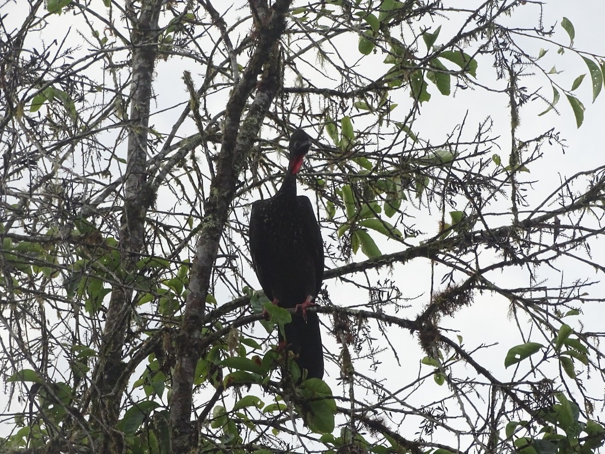 Crested Guan - ML657074847