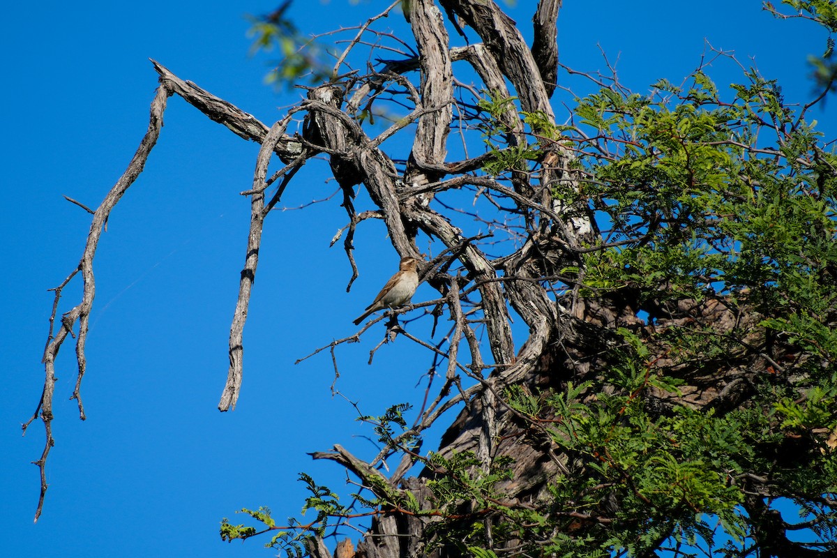 Moineau bridé - ML657075333