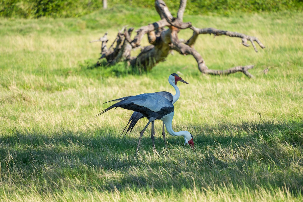 Wattled Crane - ML657075399