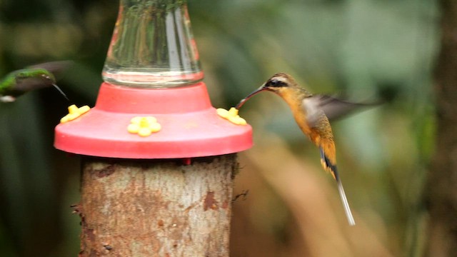 Tawny-bellied Hermit - ML657075594